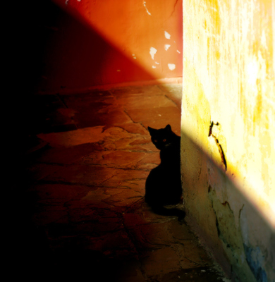 Whose Side Are You On? / Animals  photography by Photographer Andrey Merschiy ★2 | STRKNG