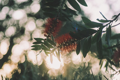 Callistemon citrinus / Natur  Fotografie von Fotografin Cristina Prat Mases | STRKNG