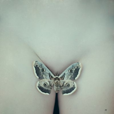 Saturnia pyri / Nude  Fotografie von Fotograf Monty Erselius ★17 | STRKNG