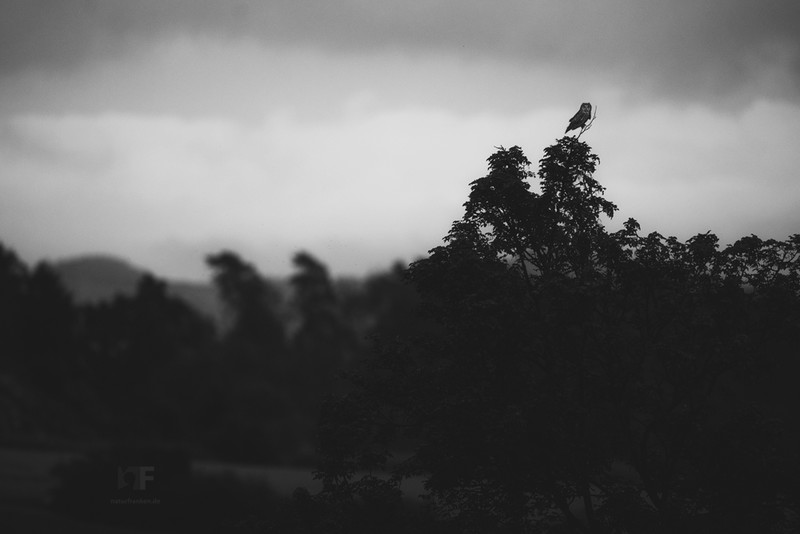 Nightfall Owl - &copy; Stephan Amm | Wildlife