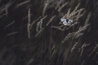 Parnassius apollo / Wildlife  Fotografie von Fotograf Stephan Amm ★5 | STRKNG