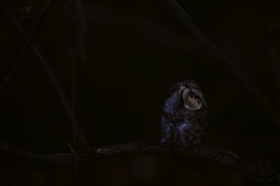 Moonlight Hunter / Wildlife  Fotografie von Fotograf Stephan Amm ★5 | STRKNG