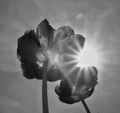 tulips / Schwarz-weiss  Fotografie von Fotograf Sven Siehl | STRKNG