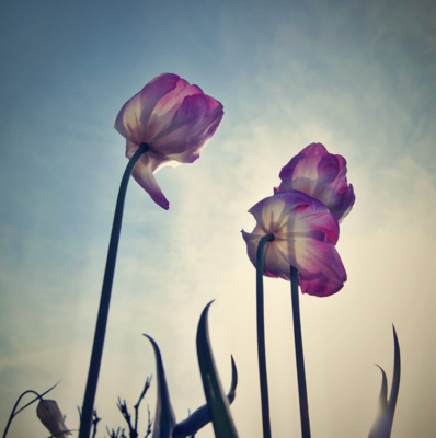 tulips / Natur  Fotografie von Fotograf Sven Siehl | STRKNG