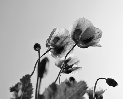 tulips / Schwarz-weiss  Fotografie von Fotograf Sven Siehl | STRKNG