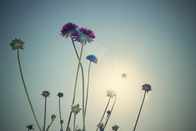 sunburst / Natur  Fotografie von Fotograf Sven Siehl | STRKNG