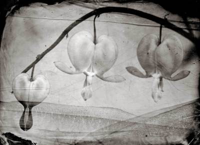 Flying Turtles / Fine Art  photography by Photographer Peter van Hal ★3 | STRKNG