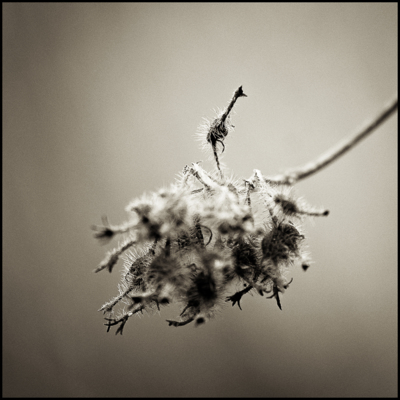 Haiku 2 / Nature  photography by Photographer Jürgen Beuren ★1 | STRKNG