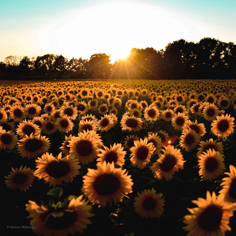 sUnFLoWeRS mAkE YoU hApPy - &copy; Lieblingsfarbe Blau | Landscapes