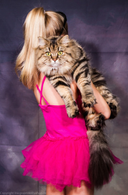 Hanging Cat / Tiere  Fotografie von Fotografin Ina Grajetzki ★2 | STRKNG