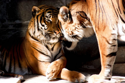 True Love / Tiere  Fotografie von Fotografin Ina Grajetzki ★2 | STRKNG