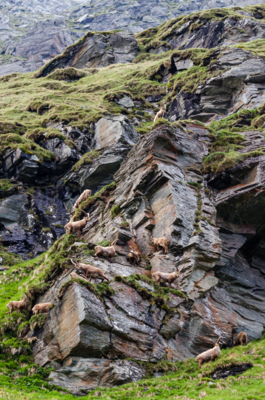 Steinbockparty / Animals  photography by Photographer ZweenePhoto ★2 | STRKNG