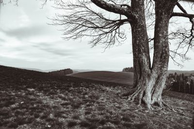 Die Tanzlinde von Judenbach / Landscapes  photography by Photographer Robert Mueller Photographie | STRKNG