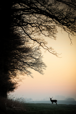 Quietly / Natur  Fotografie von Fotografin Insa Sobczak ★4 | STRKNG