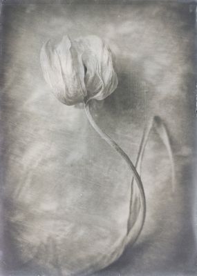 To Softly Die Dreaming / Fine Art  photography by Photographer Rob Linsalata ★10 | STRKNG
