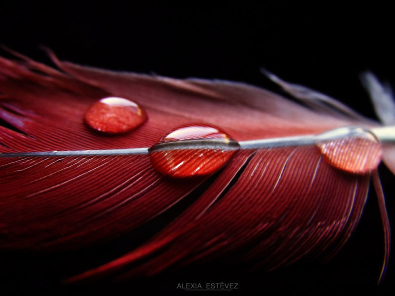 Gotas / Drops - &copy; Alexia Estévez | Macro