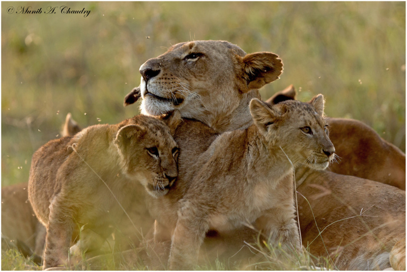 Quality Family Time! - &copy; Munib Chaudry | Animals