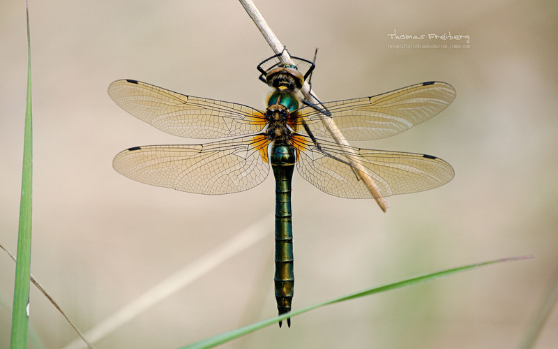 Downy Emerald - &copy; Thomas Freiberg - Fotografie Licht und Schatten | Makro