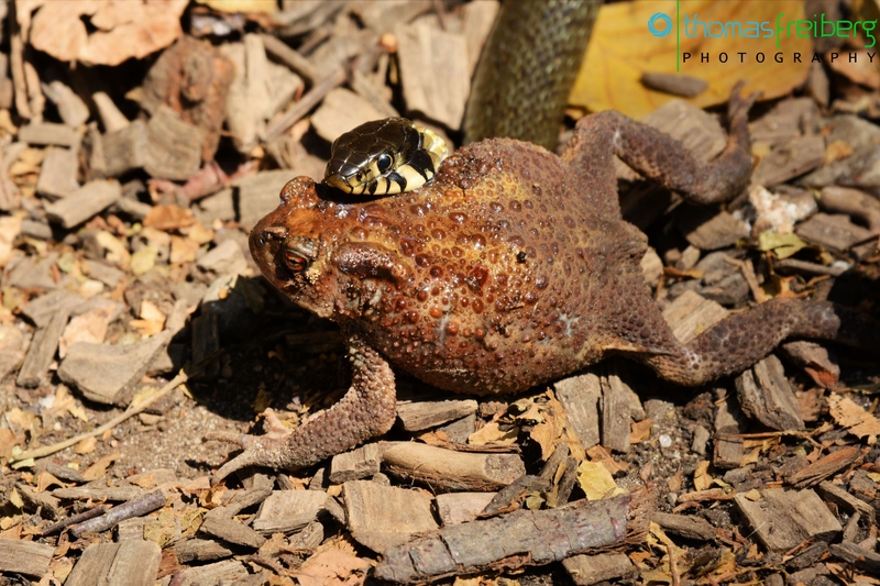 Natrix natrix vs. Bufo bufo - &copy; Thomas Freiberg - Fotografie Licht und Schatten | Animals