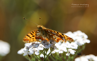 Queen of Spain Fritally / Macro  photography by Photographer Thomas Freiberg - Fotografie Licht und Schatten ★1 | STRKNG