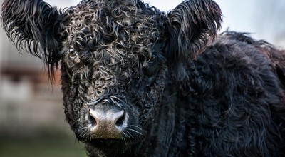 Galloway / Tiere  Fotografie von Fotograf der-landfotograf | STRKNG