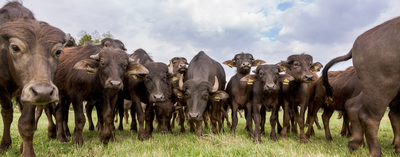 Wasserbueffel Bullen / Tiere  Fotografie von Fotograf der-landfotograf | STRKNG