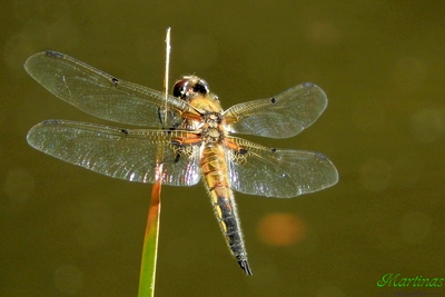 Libellen lieben die Sonne / Action  Fotografie von Fotografin MartinaDöring | STRKNG