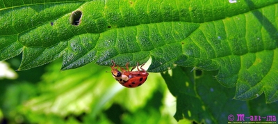 Glück / Macro  photography by Photographer MartinaDöring | STRKNG