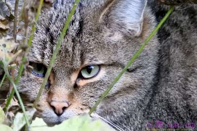 Wildkatze / Portrait  Fotografie von Fotografin MartinaDöring | STRKNG