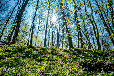 Frühling im Wald / Landscapes  photography by Photographer Olaf Luppes | STRKNG