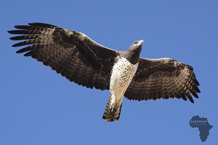 Martial Eagle - &copy; sasowewi | Wildlife