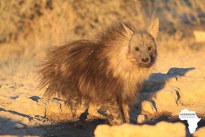 Brown Hyena / Wildlife  Fotografie von Fotograf sasowewi ★1 | STRKNG