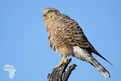 Greater Kestrel / Wildlife  photography by Photographer sasowewi ★1 | STRKNG