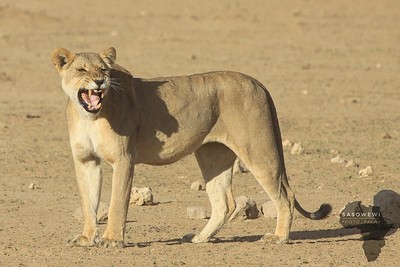 Lion portrait / Wildlife  Fotografie von Fotograf sasowewi ★1 | STRKNG