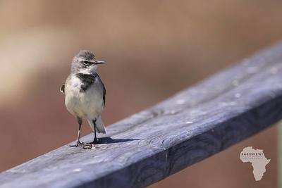 Cape Wagtail / Wildlife  photography by Photographer sasowewi ★1 | STRKNG