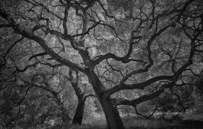 Oaks / Schwarz-weiss  Fotografie von Fotograf Nathan Wirth ★16 | STRKNG