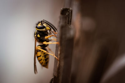 Wespe bei der Arbeit / Makro  Fotografie von Fotografin Nadine Seffern | STRKNG