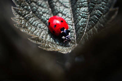 R.E.D. / Makro  Fotografie von Fotografin Nadine Seffern | STRKNG