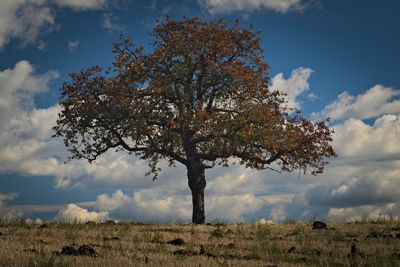 Colored tree / Landscapes  photography by Photographer bratislav.velickovic | STRKNG