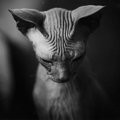 Animals  photography by Photographer Maure ★4 | STRKNG
