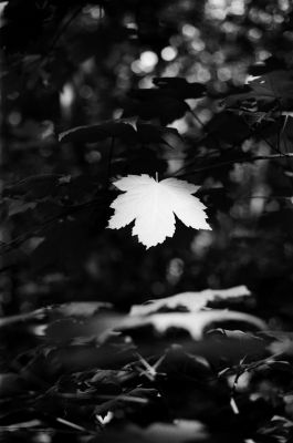 Chosen / Natur  Fotografie von Fotografin Inès de Ferran ★1 | STRKNG