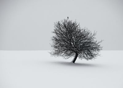 winter / Schwarz-weiss  Fotografie von Fotografin Renate Wasinger ★38 | STRKNG