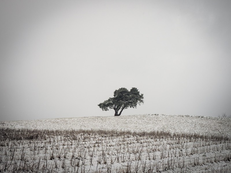 solitary tree in the landscape - &copy; bildausschnitte.at | Landscapes