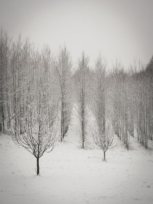 row of trees in winter / Landscapes  photography by Photographer bildausschnitte.at ★2 | STRKNG