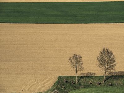 two trees in the early spring / Landscapes  photography by Photographer bildausschnitte.at ★2 | STRKNG