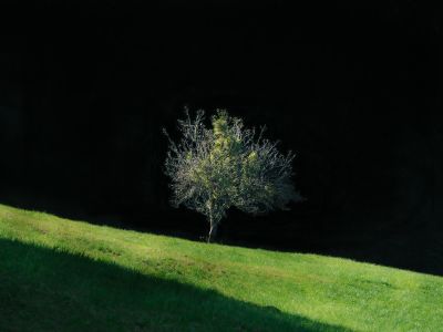 tree in the afternoon light / Landscapes  photography by Photographer bildausschnitte.at ★2 | STRKNG