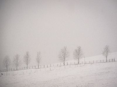 one sheep and seven trees in the snow / Landscapes  photography by Photographer bildausschnitte.at ★2 | STRKNG