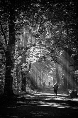 Eilenriede in the morning II / Schwarz-weiss  Fotografie von Fotograf Sebastian Berger ★4 | STRKNG