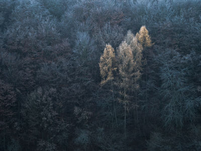 Larches / Landscapes  photography by Photographer Felix Wesch ★7 | STRKNG