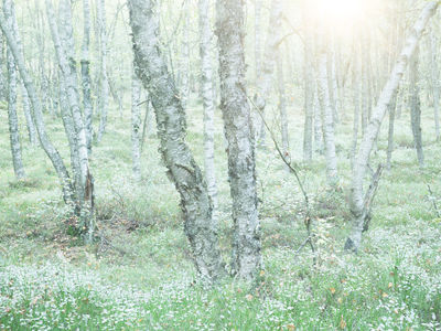 Birches / Landscapes  Fotografie von Fotograf Felix Wesch ★7 | STRKNG